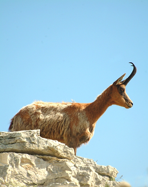 Camoscio d''Abruzzo Rupicapra pyrenaica ornata